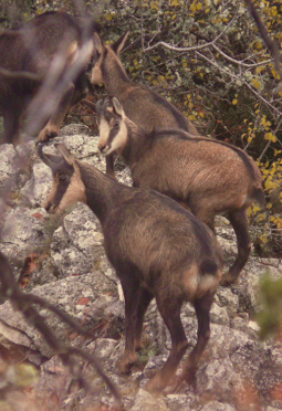 Chamois