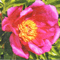 Fleur de Drôme provençale