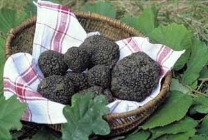 Marché aux truffes